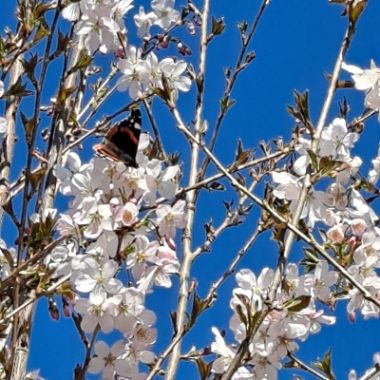 Prunus Pandora Pink Flowering Cherry Blossom Tree