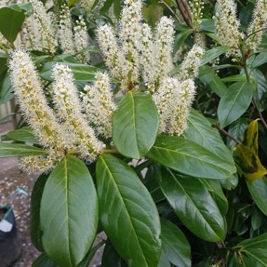 Prunus Lau Novita