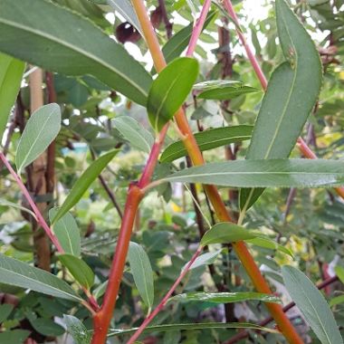 Weeping Willow (Salix alba)  Plants To Grow Plants Database by Paul S.  Drobot