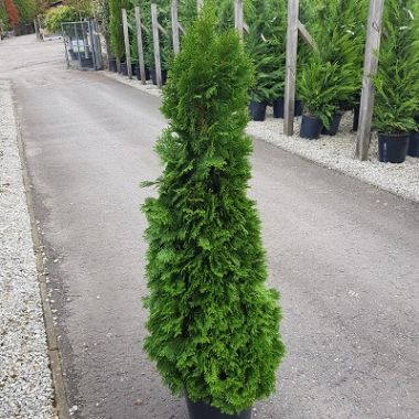 Thuja occidentalis Smaragd-White Cedar Emerald