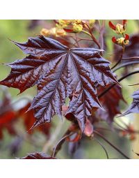 Acer platanoides Crimson King-Red Leaved Maple