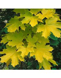 Acer platanoides Princeton Gold-Yellow leafed Norway Maple