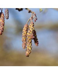 Alnus glutinosa-Common Alder