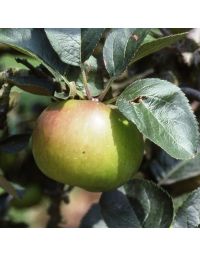 Apple Bramley Seedling-Fan/Espalier