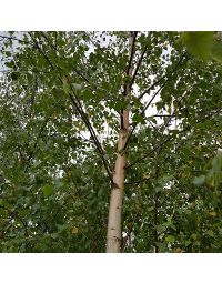 Betula pendula-Silver Birch, Feathered Tree