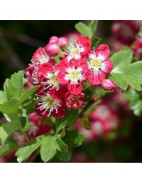 Crataegus Crimson Cloud-Midland Hawthorn tree