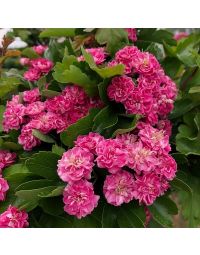 Crataegus Pauls Scarlet-Scarlet Hawthorn