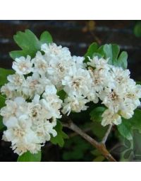 Crataegus alba plena-Double White Hawthorn