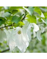 Davidia involucrata-Handkerchief Tree