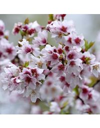 Prunus Kojo no mai -Ornamental Cherry Topworked at 45cm Blossom Tree