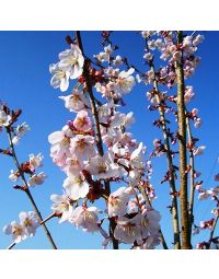 Prunus Pandora-Pink Flowering Cherry Blossom Tree