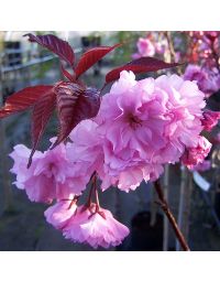 Prunus Royal Burgundy-Purple Leaf  Flowering Cherry Blossom, Standard Form