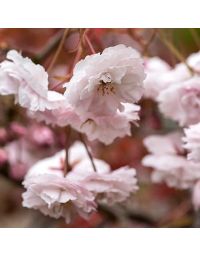 Prunus Shirofugen- Shirofugen Flowering Cherry Blossom Tree