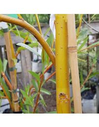 Salix Chrysocoma-Golden Weeping Willow, Feathered Form