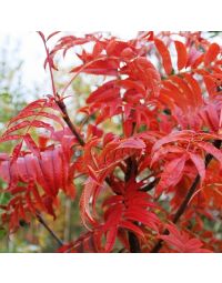 Sorbus commixta Olympic Flame-Rowan Olympic Flame