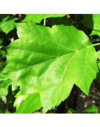 Sorbus torminalis-Wild Service Tree