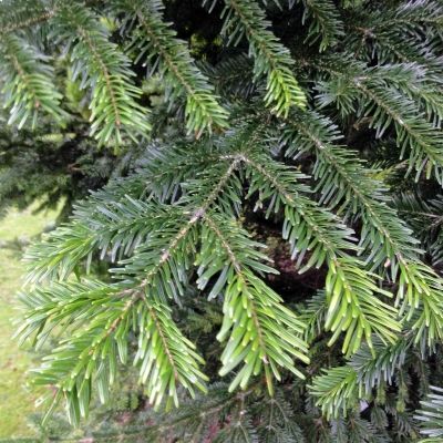 Abies nordmanniana (UK Grown)-Caucasian Fir, Bareroot