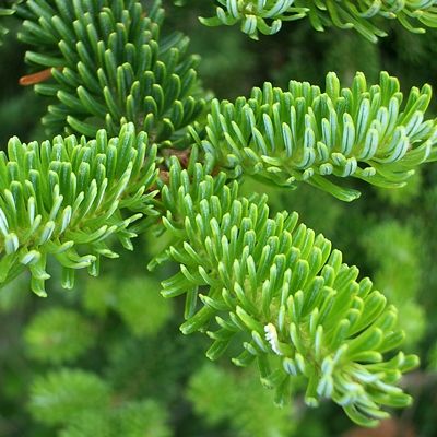 Abies fraseri (UK Grown)-Fraser Fir, Bareroot