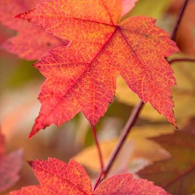 Acer x freemanii Autumn Blaze-Red Maple