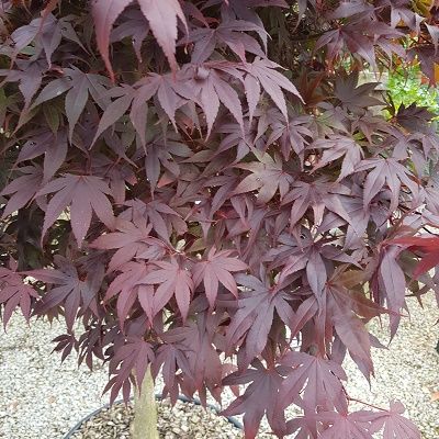Acer palmatum Bloodgood-Japanese Maple
