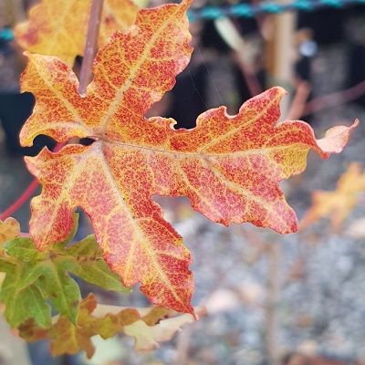 Acer campestre-Field Maple, Standard Form