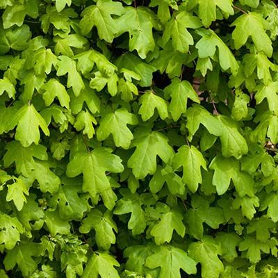 Acer campestre-Field Maple, Bareroot