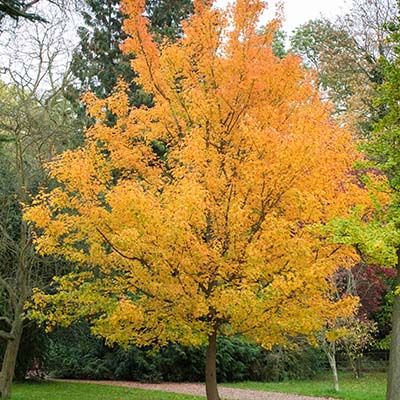 Acer campestre-Field Maple, Bareroot, standard form