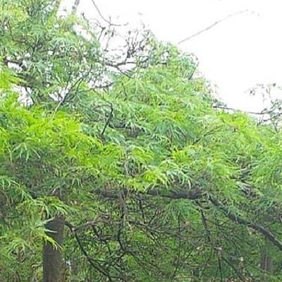 Acer palmatum dissectum Viridis-Cut Leafed Japanese Maple, Half Standard Form
