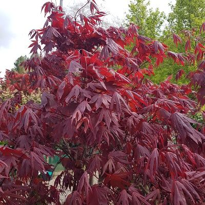 Acer palmatum Fireglow-Japanese Acer Fireglow