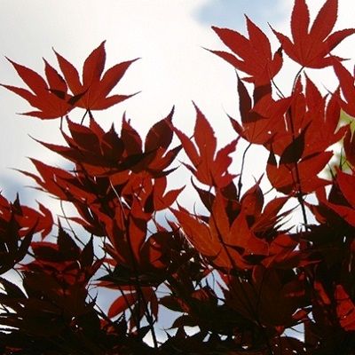 Acer palmatum Fireglow-Japanese Maple