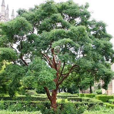 Acer griseum- Paperbark Maple Tree