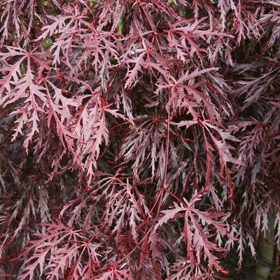 Acer palmatum dissectum Inaba Shidare-Red Japanese Maple, Half Standard Form