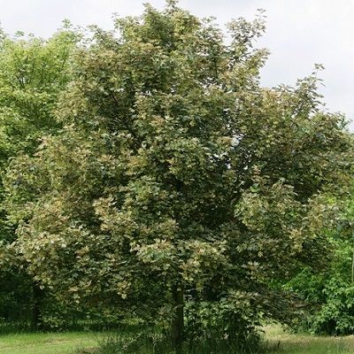 Acer pseudoplatanus Leopoldii-Variegated Sycamore