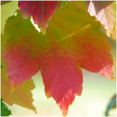 Acer rubrum October Glory-Red Maple