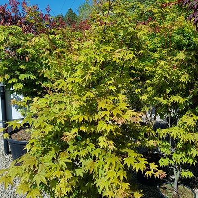 Acer palmatum Osakazuki-Japanese Maple