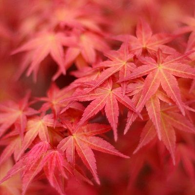 Acer palmatum-Japanese maple