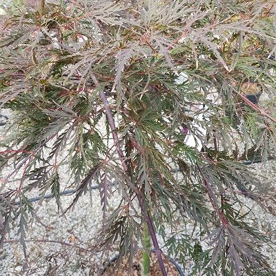 Acer palmatum dissectum Tamukeyama-Red Japanese Maple, Half Standard Form