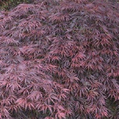 Acer palmatum dissectum Tamukeyama-Red Japanese Maple