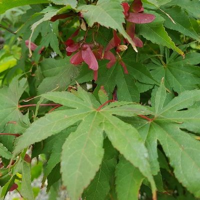 Acer palmatum Osakazuki-Japanese Maple