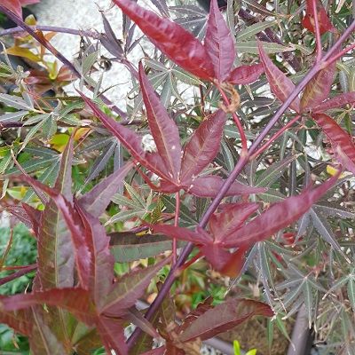 Acer palmatum Red Pygmy-Japanese Maple Red Pygmy