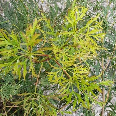 Acer palmatum dissectum Viridis-Cut-leafed Japanese Maple