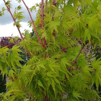 Acer palmatum Sango Kaku-Coral Bark Maple