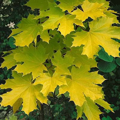 Acer platanoides Princeton Gold-Yellow leafed Norway Maple