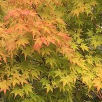 Acer palmatum Sango Kaku-Coral bark Japanese maple