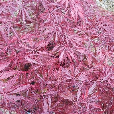 Acer palmatum dissectum Tamukeyama-Red Japanese Maple