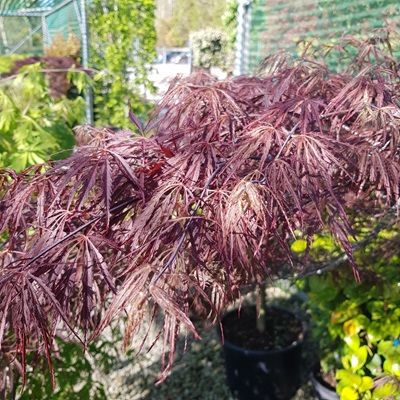 Acer palmatum dissectum Tamukeyama-Red Japanese Maple, Half Standard Form