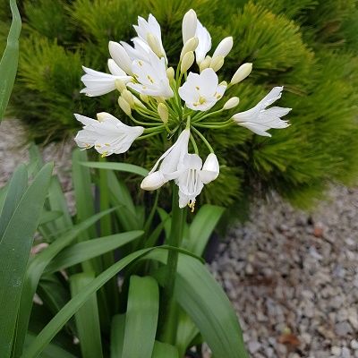 Agapanthus Ever White-African Lily, Evergreen Perennial