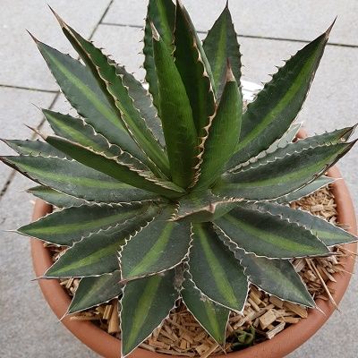 Agave lophantha- Striped Agave, Succulent for Sunny Patio