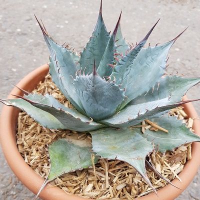 Agave parrasana-Cabbage Agave, Succulent for Sunny Patio
