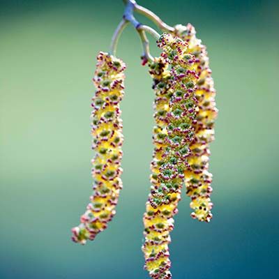 Alnus cordata (UK Grown)-Italian alder tree, Bareroot